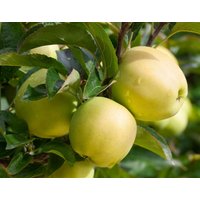 Kategorie <b>Obst </b> - Malus 'Golden Delicious' CAC