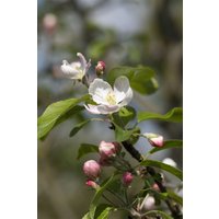 Obst - Malus 'Gloster 69' CAC