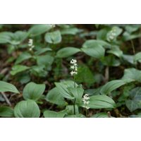 Kategorie <b>Stauden </b> - Maianthemum bifolium