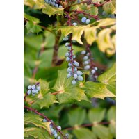 Kategorie <b>Blütensträucher und Ziergehölze </b> - Mahonia bealei