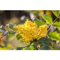 Kategorie <b>immergrüne Laubbäume </b> - Mahonia aquifolium 'Apollo'