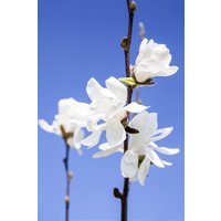 Kategorie <b>Blütensträucher und Ziergehölze </b> - Magnolia stellata 'Waterlily'