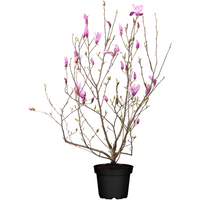 Laubbäume - Magnolia soulangiana