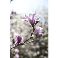 Kategorie <b>Laubbäume </b> - Magnolia loebneri 'Leonard Messel'
