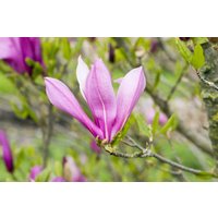 Kategorie <b>Blütensträucher und Ziergehölze </b> - Magnolia liliiflora 'Ricki'