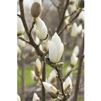 Kategorie <b>Blütensträucher und Ziergehölze </b> - Magnolia denudata