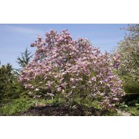 Laubbäume - Magnolia 'Galaxy'