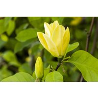 Kategorie <b>Blütensträucher und Ziergehölze </b> - Magnolia 'Daphne'