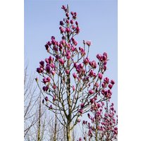 Kategorie <b>Blütensträucher und Ziergehölze </b> - Magnolia 'Black Tulip'
