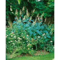 Kategorie <b>Produkt nicht gewünscht </b> - Macleaya cordata var.cordata