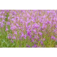 Kategorie <b>Produkt nicht gewünscht </b> - Lythrum virgatum 'Swirl'