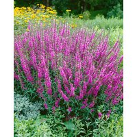 Kategorie <b>Produkt nicht gewünscht </b> - Lythrum virgatum 'Rose Queen'