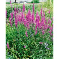 Kategorie <b>Produkt nicht gewünscht </b> - Lythrum virgatum 'Dropmore Purple'