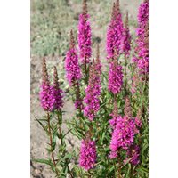 Kategorie <b>Produkt nicht gewünscht </b> - Lythrum salicaria 'Zigeunerblut'