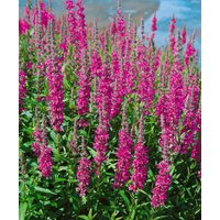 Kategorie <b>Produkt nicht gewünscht </b> - Lythrum salicaria 'Robin'