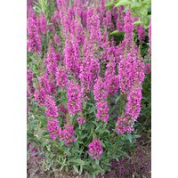 Kategorie <b>Produkt nicht gewünscht </b> - Lythrum salicaria 'Robert'