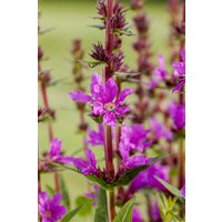 Kategorie <b>Produkt nicht gewünscht </b> - Lythrum salicaria 'Little Robert'
