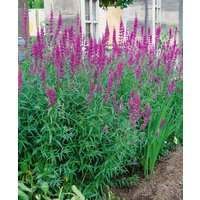 Kategorie <b>Produkt nicht gewünscht </b> - Lythrum salicaria 'Lady Sackville'