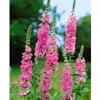 Kategorie <b>Produkt nicht gewünscht </b> - Lythrum salicaria 'Blush'