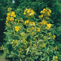 Kategorie <b>Produkt nicht gewünscht </b> - Lysimachia vulgaris