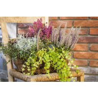 Stauden - Lysimachia nummularia