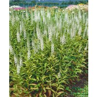 Kategorie <b>Stauden </b> - Lysimachia fortunei