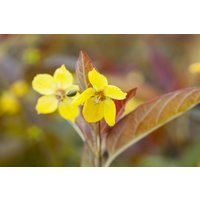Kategorie <b>Produkt nicht gewünscht </b> - Lysimachia ciliata 'Firecracker'