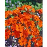 Kategorie <b>Produkt nicht gewünscht </b> - Lychnis x arkwrightii 'Vesuvius'