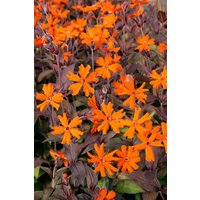 Kategorie <b>Produkt nicht gewünscht </b> - Lychnis x arkwrightii 'Orange Zwerg'