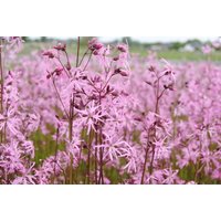 Kategorie <b>Stauden </b> - Lychnis flos-cuculi