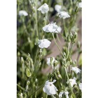 Kategorie <b>Produkt nicht gewünscht </b> - Lychnis coronaria 'Alba'