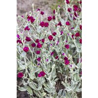 Kategorie <b>Produkt nicht gewünscht </b> - Lychnis coronaria