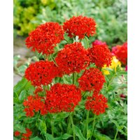 Kategorie <b>Produkt nicht gewünscht </b> - Lychnis chalcedonica