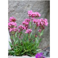 Kategorie <b>Stauden </b> - Lychnis alpina