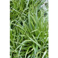 Kategorie <b>Produkt nicht gewünscht </b> - Luzula sylvatica 'Tauernpass'