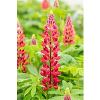 Kategorie <b>Stauden </b> - Lupinus polyphyllus 'Mein Schloss'