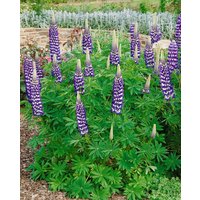 Kategorie <b>Produkt nicht gewünscht </b> - Lupinus polyphyllus 'Kastellan'