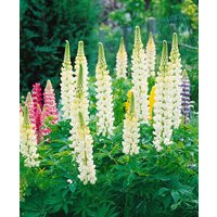 Kategorie <b>Produkt nicht gewünscht </b> - Lupinus polyphyllus 'Fräulein'