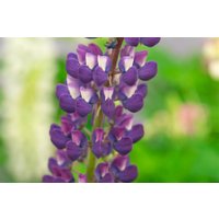Kategorie <b>Stauden </b> - Lupinus polyphyllus Lupini Blue Shades