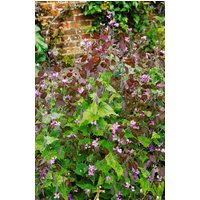 Stauden - Lunaria rediviva