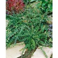 Kategorie <b>Hecken </b> - Lonicera nitida 'Red Tip'