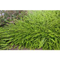 Kategorie <b>Hecken </b> - Lonicera nitida 'Maigrün'