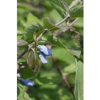 Kategorie <b>Blütensträucher und Ziergehölze </b> - Lonicera kamtschatica 'Eisbär' -R-