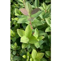 Kategorie <b>Produkt nicht gewünscht </b> - Lonicera kamtschatica 'Blue Velvet' -R-