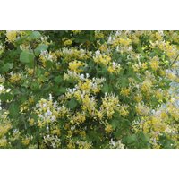 Kategorie <b>Produkt nicht gewünscht </b> - Lonicera japonica 'Halliana'