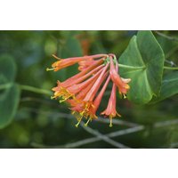 Kategorie <b>Produkt nicht gewünscht </b> - Lonicera brownii 'Dropmore Scarlet'