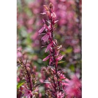 Stauden - Lobelia x speciosa 'Fan-Lachs'