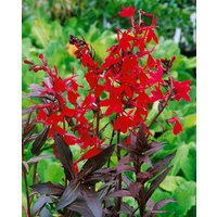 Kategorie <b>Produkt nicht gewünscht </b> - Lobelia splendens 'Elmfeuer'