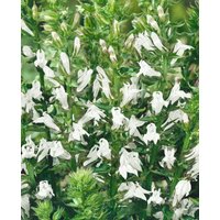 Kategorie <b>Produkt nicht gewünscht </b> - Lobelia siphilitica 'Alba'