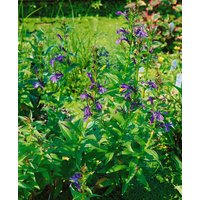 Kategorie <b>Produkt nicht gewünscht </b> - Lobelia sessilifolia